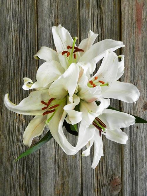 ZAMBESI  WHITE OT HYBRID ORIENTAL LILIES